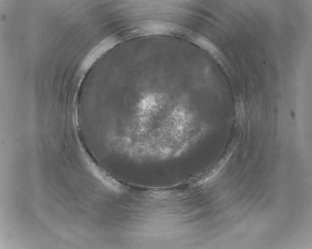 X0000077351034200611171853