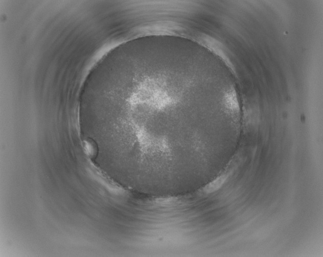 X0000077351035200611171853