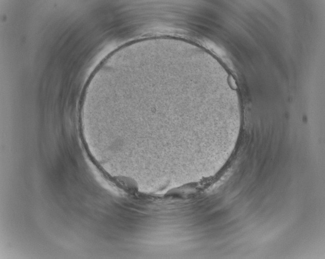 X0000077351039200611171853