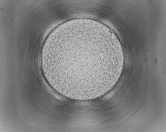 X0000077351040200611171853