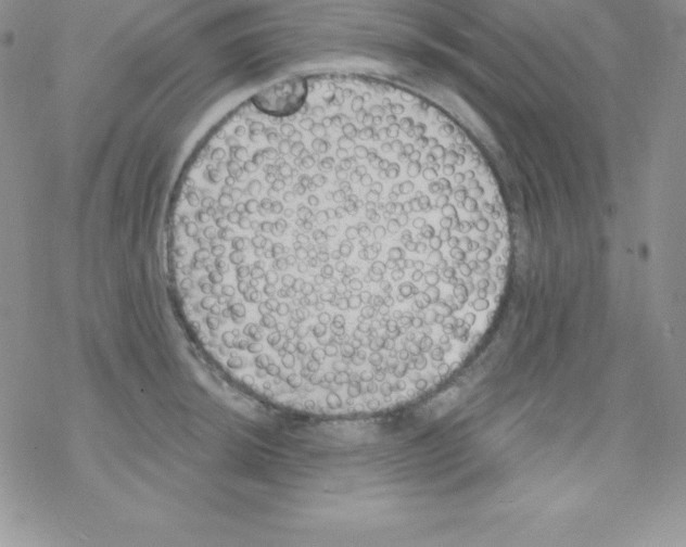 X0000077351044200611171853