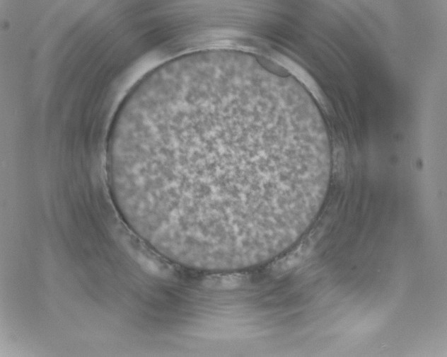 X0000077351051200611171853