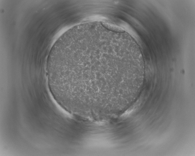 X0000077351055200611171853