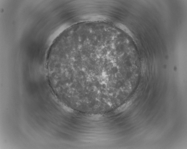 X0000077351071200611171852