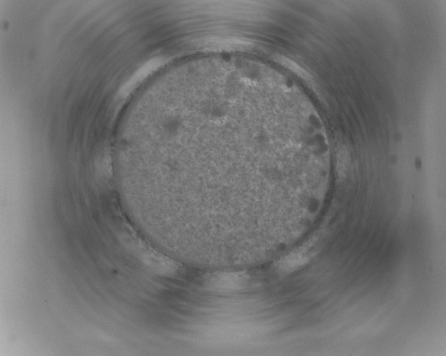 X0000077351074200611171852