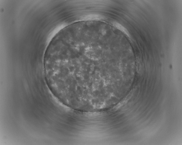 X0000077351087200611171852