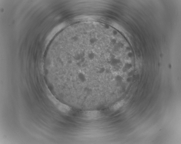 X0000077351090200611171852