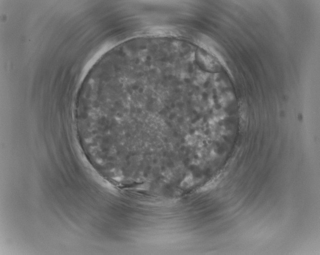 X0000077351091200611171852