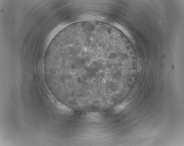 X0000077351094200611171852