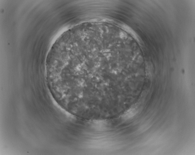 X0000077351095200611171852