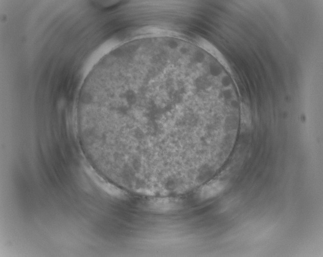 X0000077351098200611171852