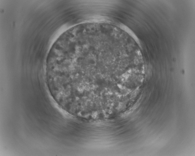 X0000077351099200611171852