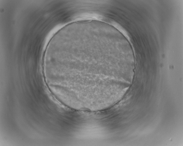 X0000077351104200611171852