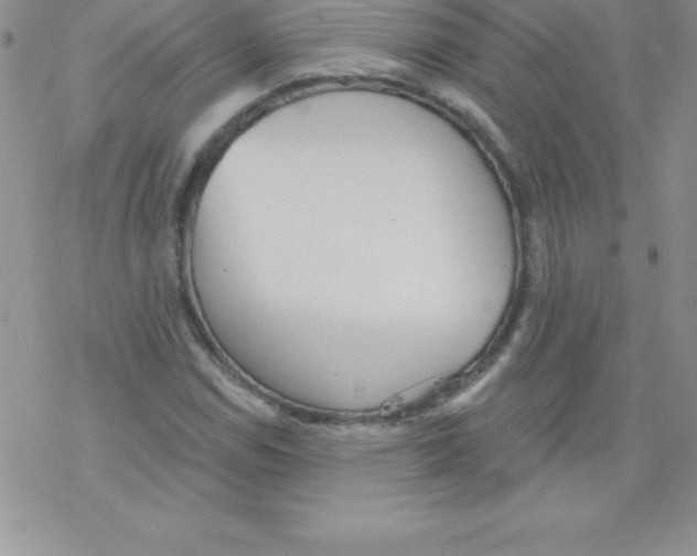 X0000077351114200611171851