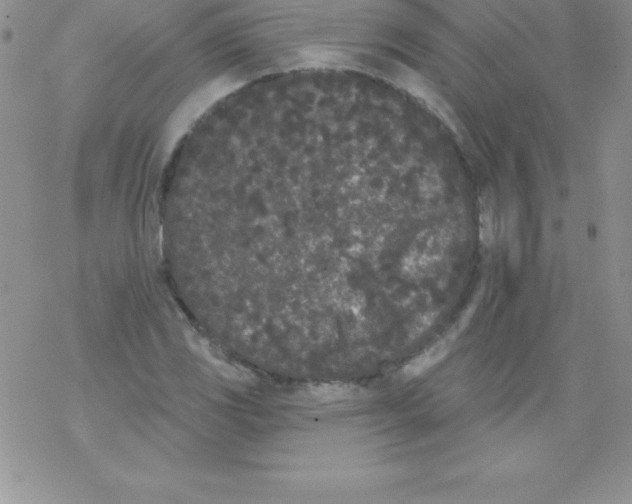 X0000077351117200611171851