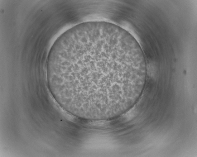 X0000077351150200611171852