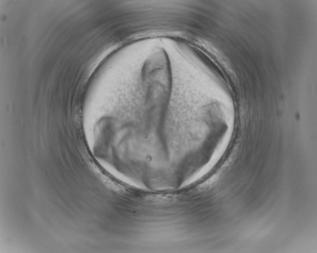 X0000077351185200611171850