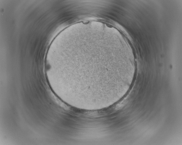 X0000077351194200611171850