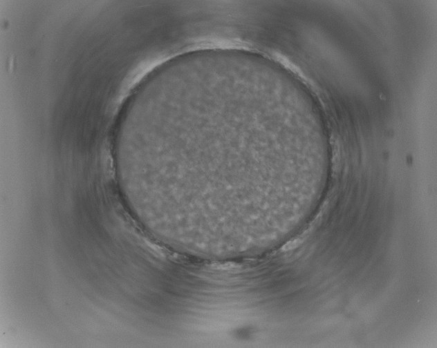 X0000077351215200611171850