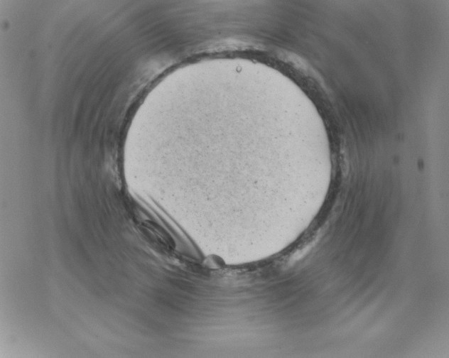 X0000077351217200611171850