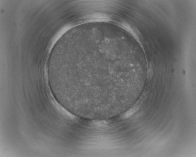 X0000077351243200611171850