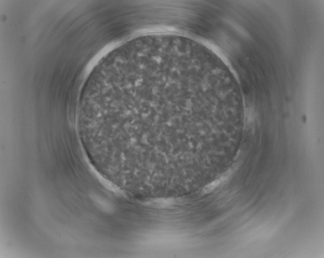 X0000077351245200611171850