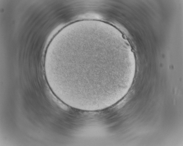 X0000077351248200611171850