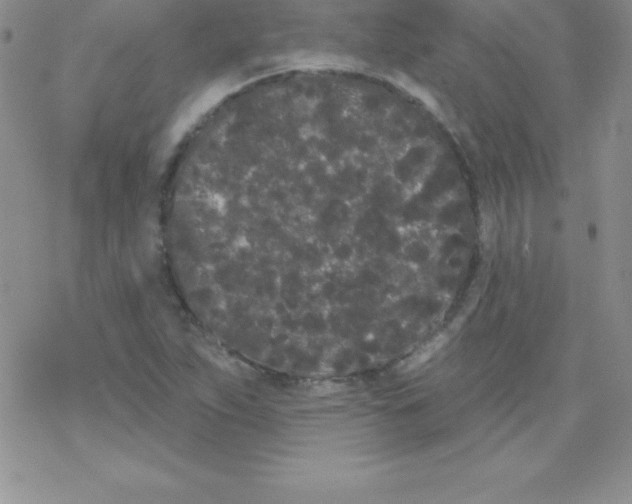 X0000077351263200611171849