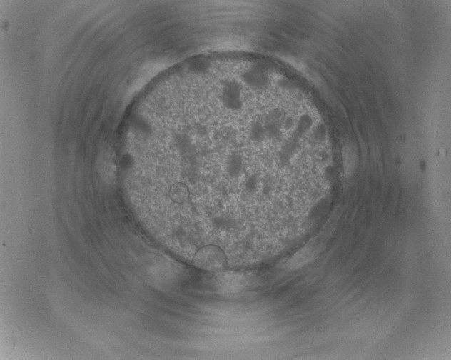 X0000077351266200611171849