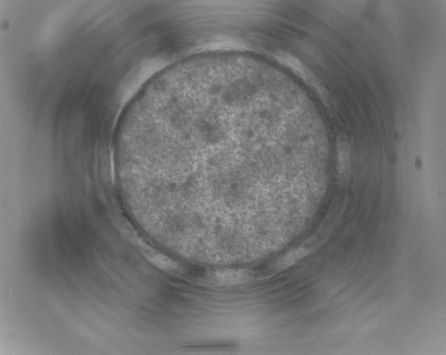 X0000077351274200611171849