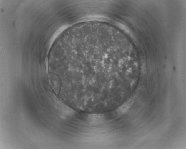 X0000077351275200611171849