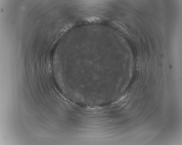 X0000077351298200611171848