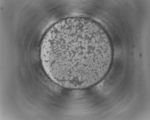 X0000077351314200611171848