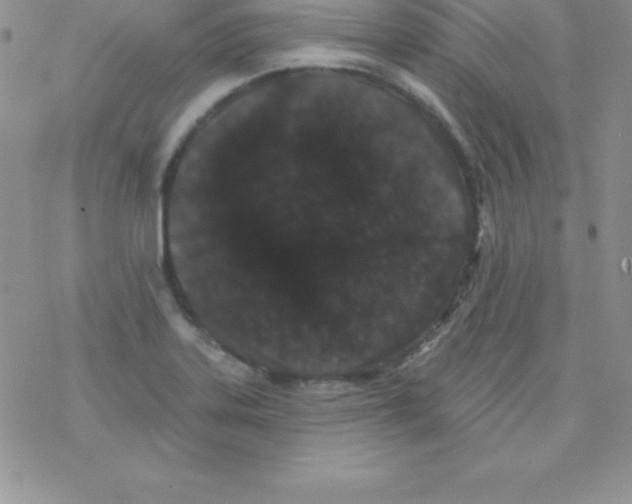 X0000077351323200611171848