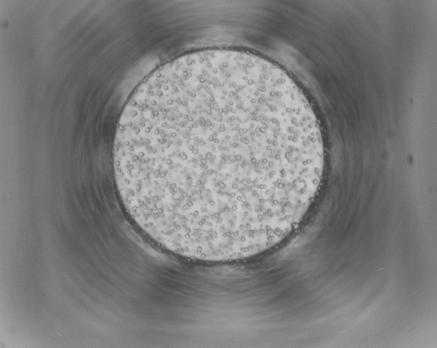 X0000077351337200611171848