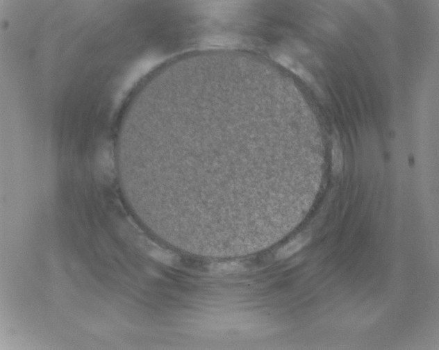 X0000077351454200611171846