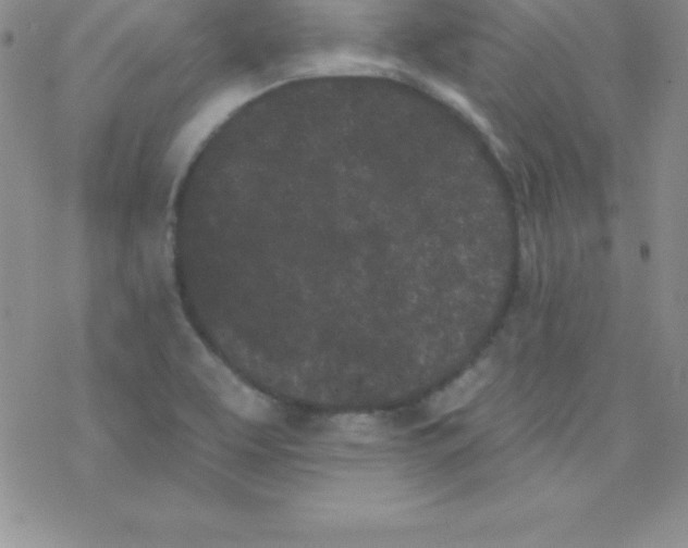 X0000077351463200611171846