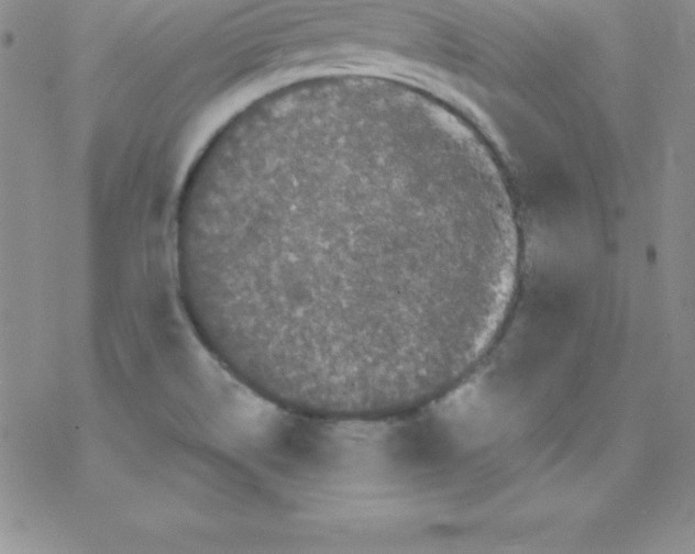 X0000077351514200611171845