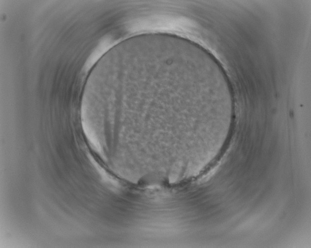 X0000077351521200611171845