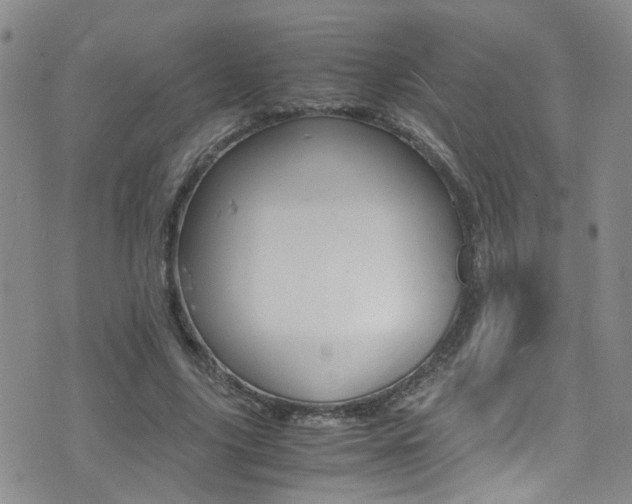 X0000077360635200610200941