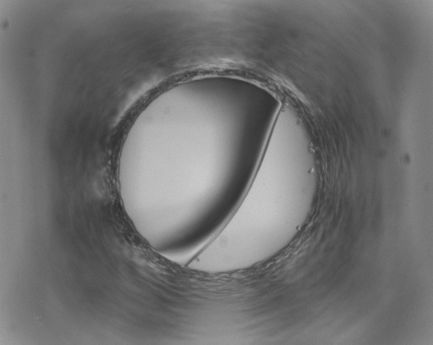 X0000077361256200610200931
