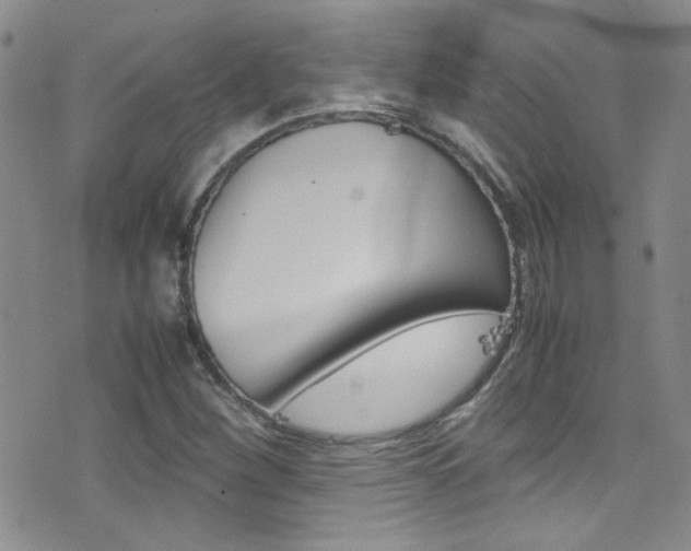 X0000077361260200610200931