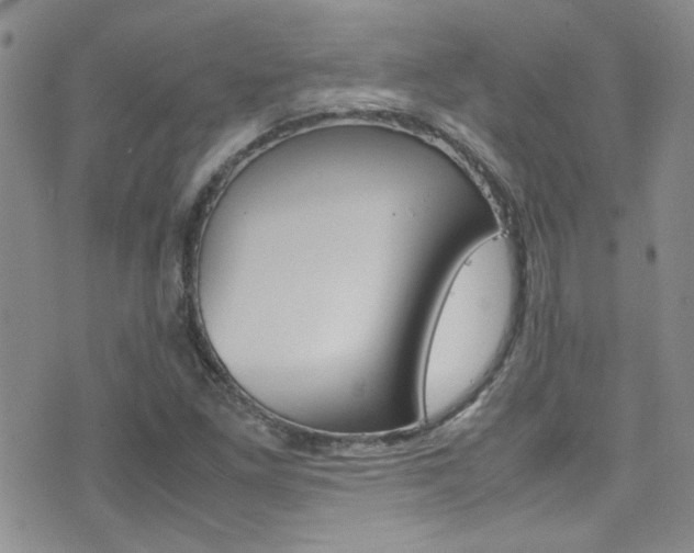 X0000077361261200610200931