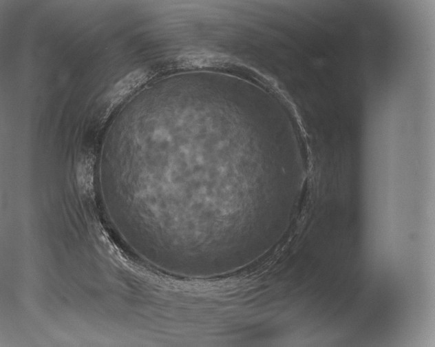 X0000077360010200610201334