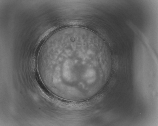 X0000077360016200610201334