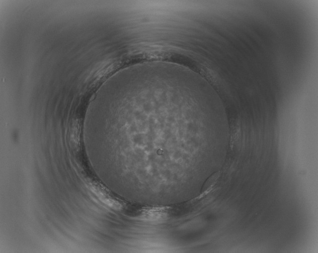 X0000077360078200610201333