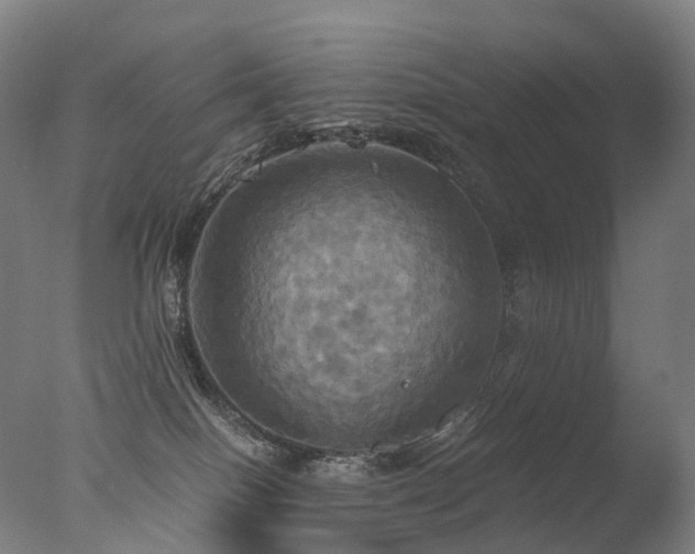 X0000077360086200610201334