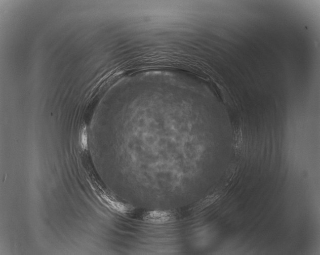 X0000077360095200610201334