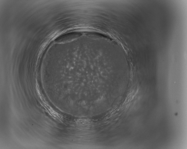 X0000077360145200610201331