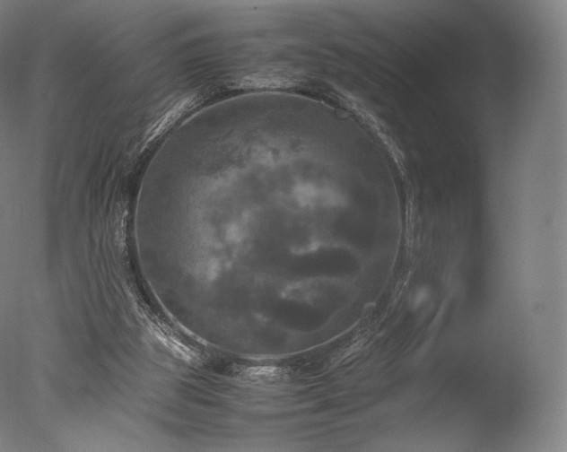 X0000077360153200610201331